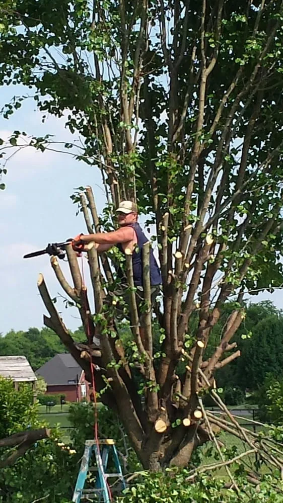 Expert residential landscaping in Murfreesboro, TN - All American Tree Service
