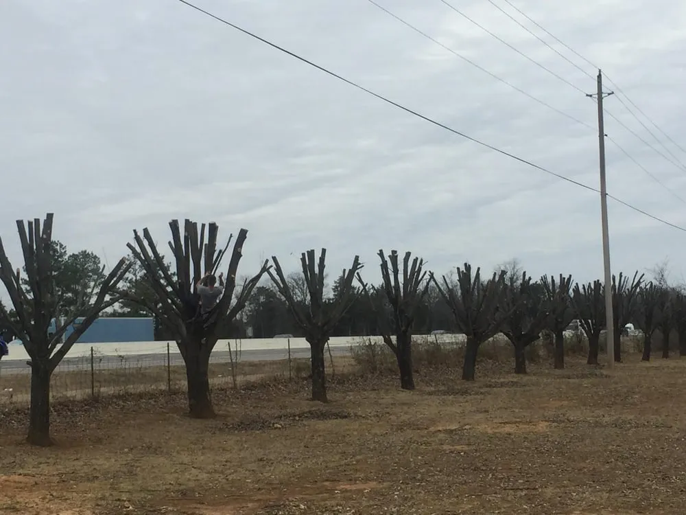 Expert landscape design for year-round maintenance in Murfreesboro, TN by All American Tree Service