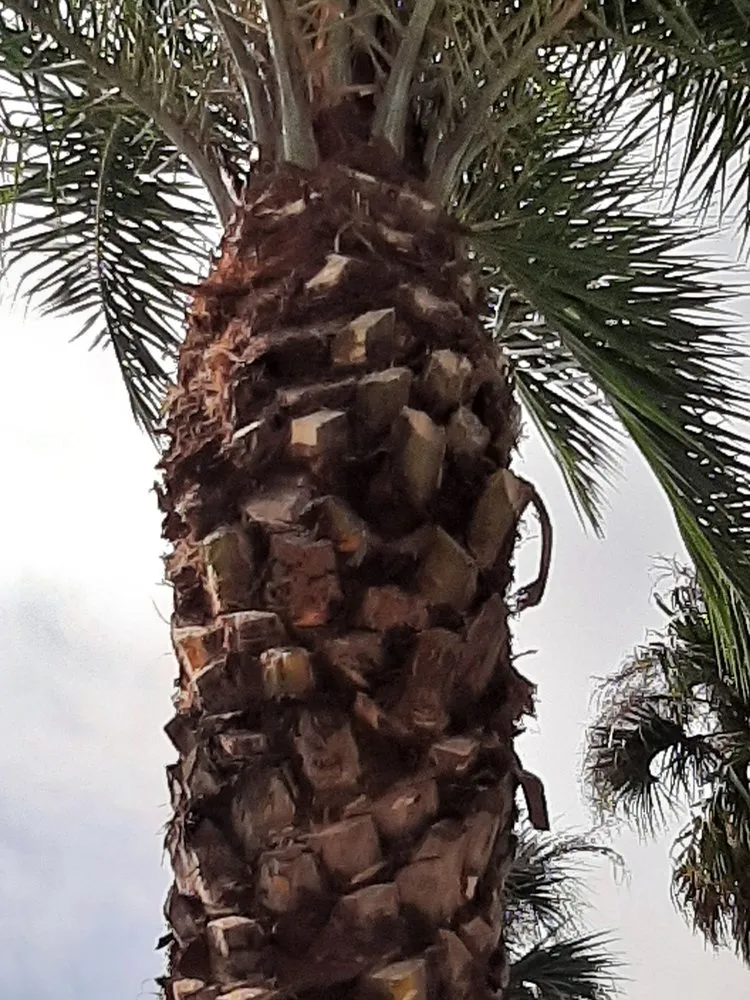 Local landscaping services experts serving Sanford, FL - All American Tree Service