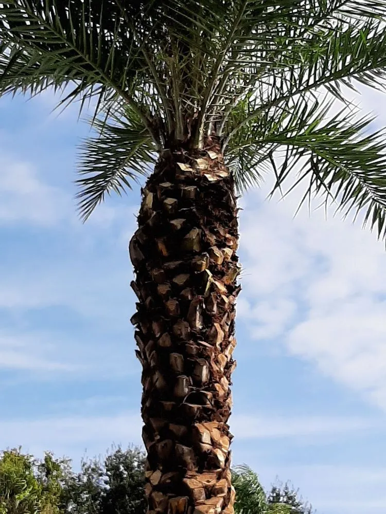 Professional outdoor landscaping in Sanford, FL - All American Tree Service