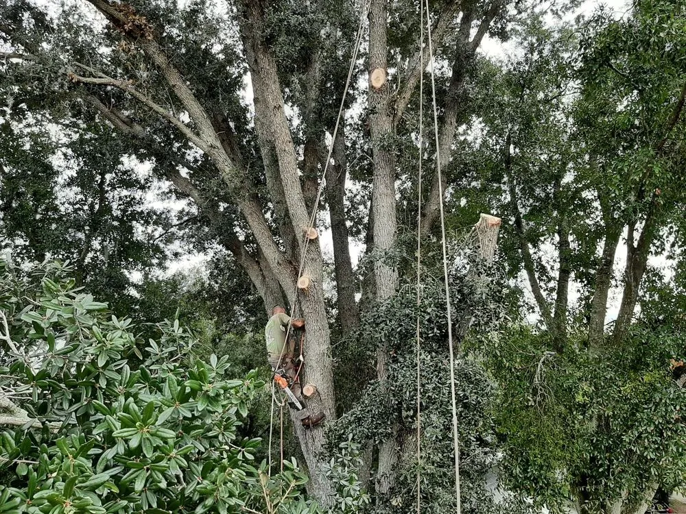 Trusted lawn mowing service for homes in Sanford, FL by All American Tree Service