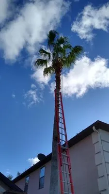 All American Tree Service Logo