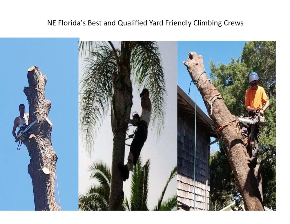 Reliable residential landscaping in St Augustine, FL by All American Tree Surgeons