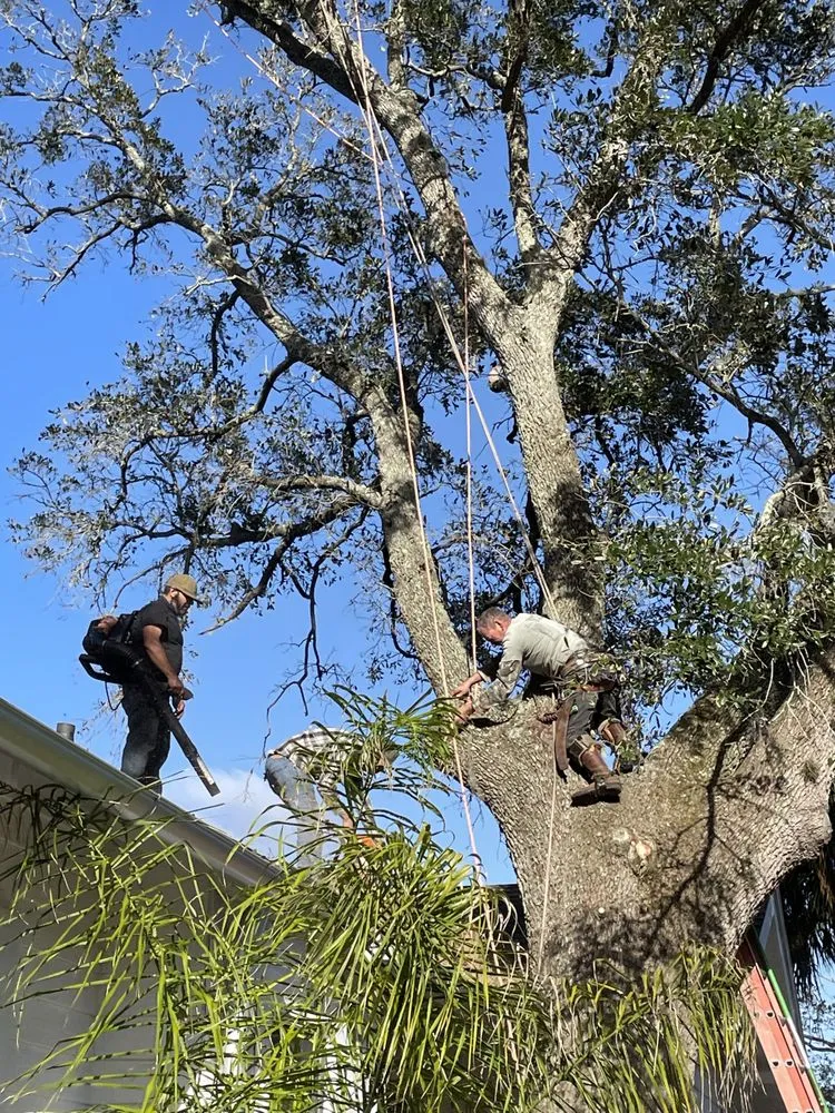 Affordable outdoor landscaping in St Augustine, FL - All American Tree Surgeons
