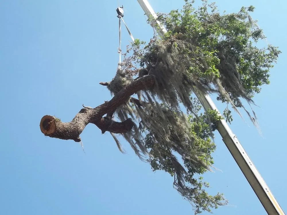 Affordable landscaping services experts serving St Augustine, FL - All American Tree Surgeons
