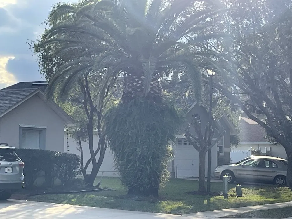 Reliable landscaping services for homes in St Augustine, FL by All American Tree Surgeons