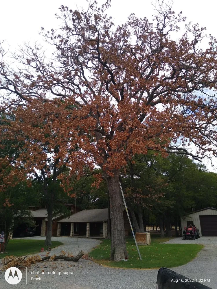 Trusted yard cleanup service in Pottsboro, TX by ALL American Trees And More