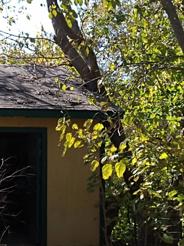 Expert yard maintenance for year-round maintenance in Pottsboro, TX by ALL American Trees And More