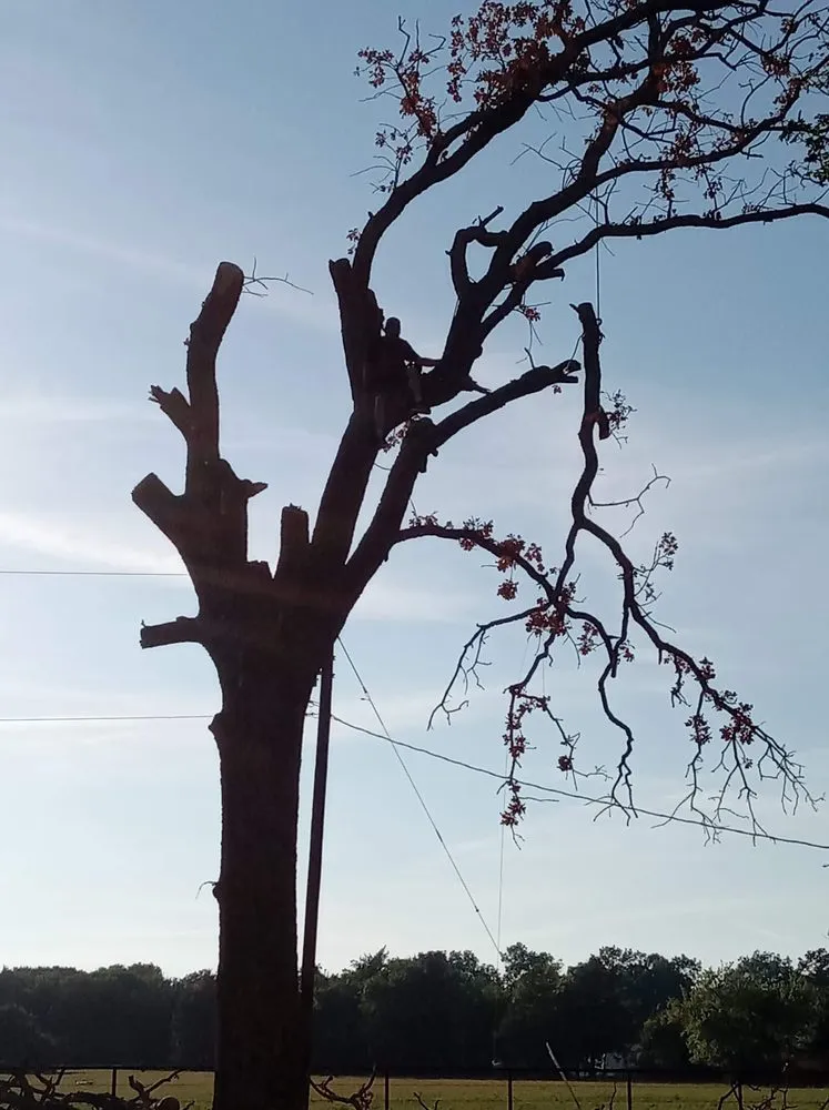 Expert residential landscaping for beautiful yards across Pottsboro, TX - ALL American Trees And More