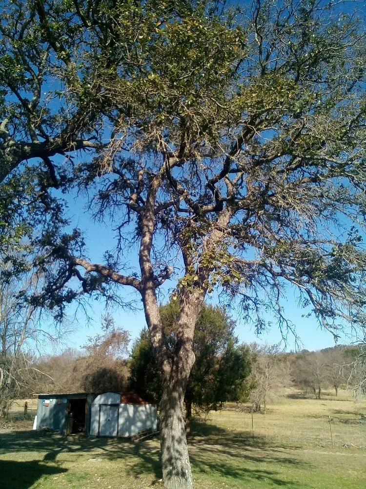 Local landscape installation experts serving Gatesville, TX - All American Wood & Landscape