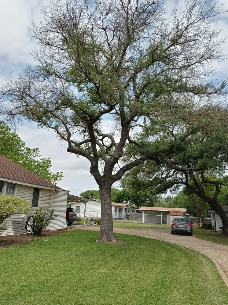 Trusted lawn care service in Gatesville, TX - All American Wood & Landscape