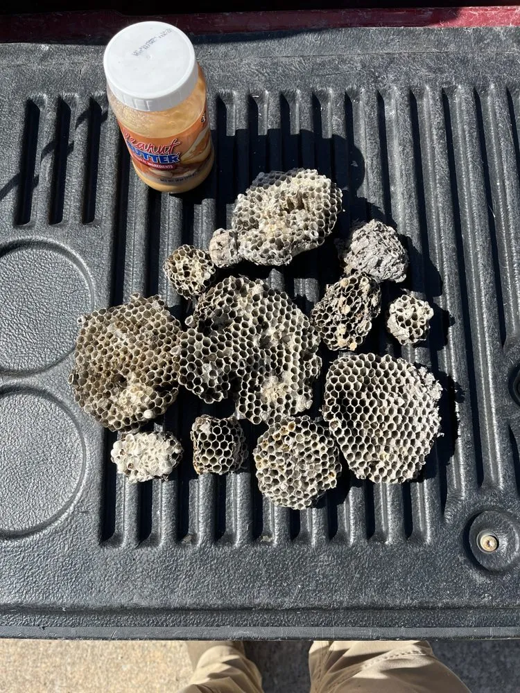 Local lawn mowing service experts serving Melissa, TX - All American Pest Mosquito and Lawn