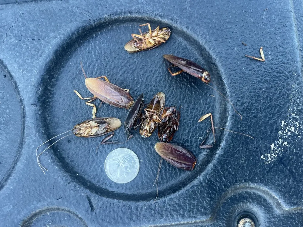 Professional yard maintenance for beautiful yards in Melissa, TX by All American Pest Mosquito and Lawn