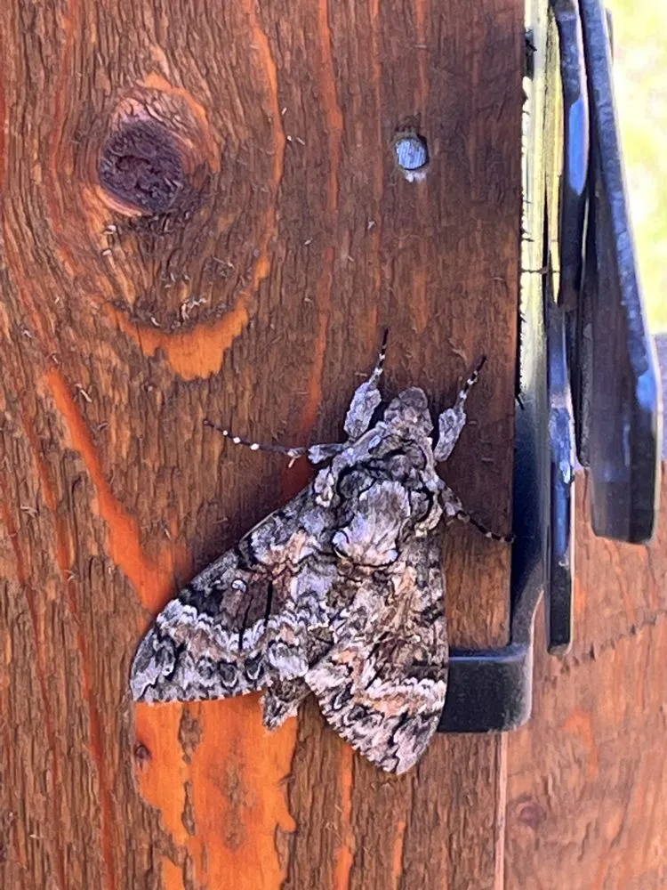 Top-rated lawn care service experts serving Melissa, TX - All American Pest Mosquito and Lawn