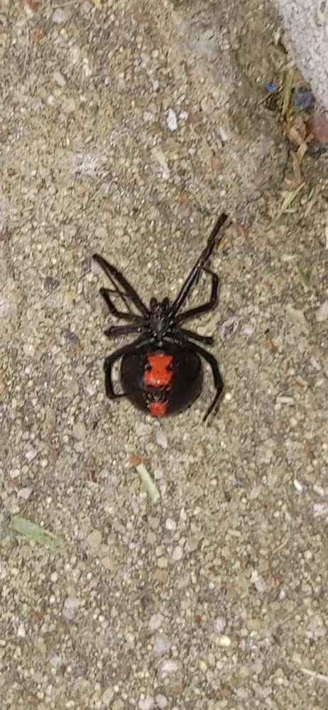 Expert yard cleanup service experts serving Melissa, TX - All American Pest Mosquito and Lawn