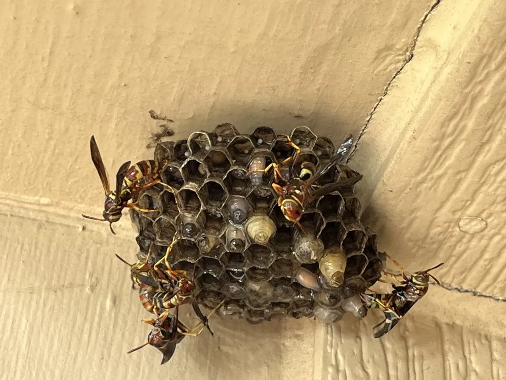 Local residential landscaping experts serving Melissa, TX - All American Pest Mosquito and Lawn