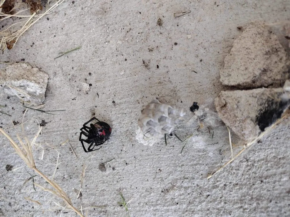 Top-rated lawn care service with custom design across Melissa, TX - All American Pest Mosquito and Lawn