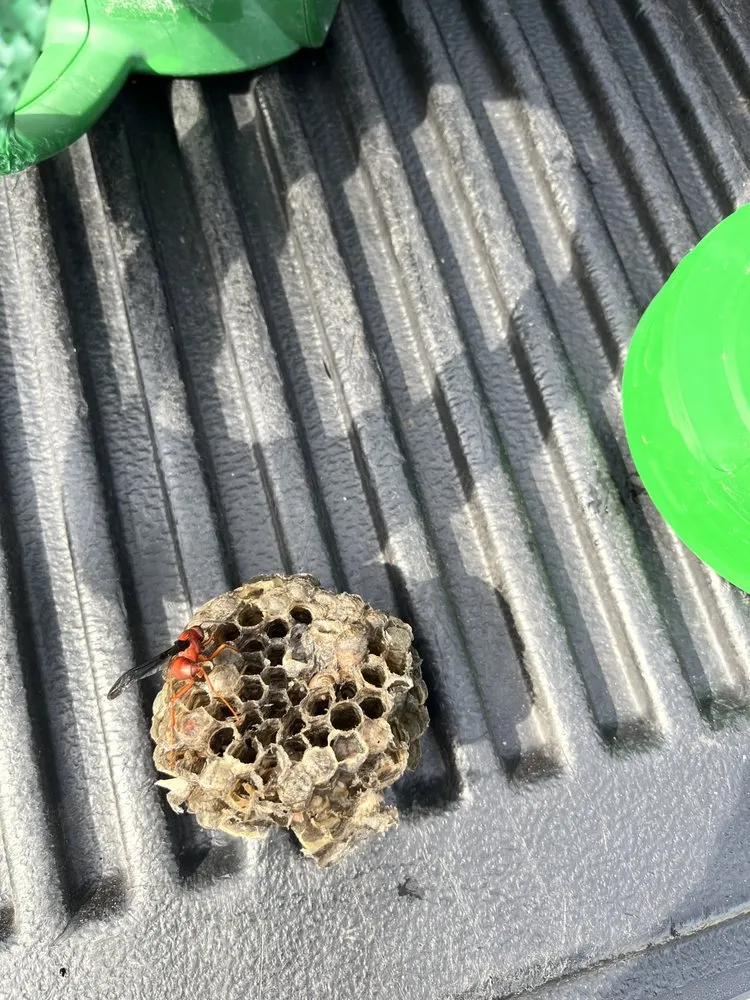 Affordable garden landscaping in Melissa, TX - All American Pest Mosquito and Lawn