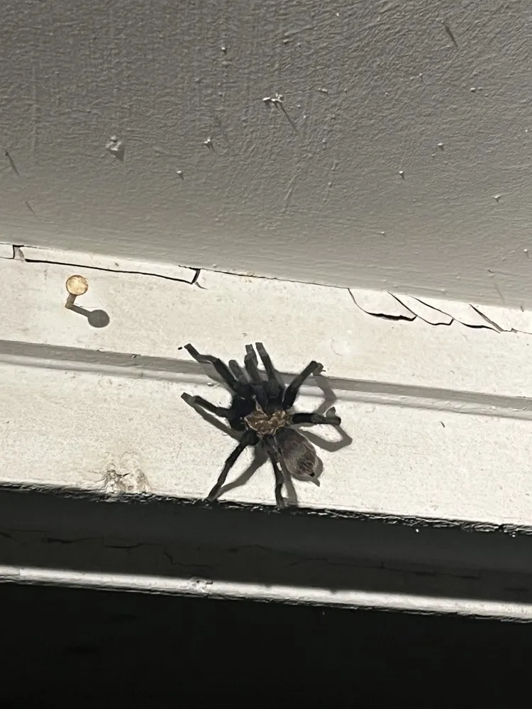 Custom yard cleanup service for homes in Melissa, TX by All American Pest Mosquito and Lawn