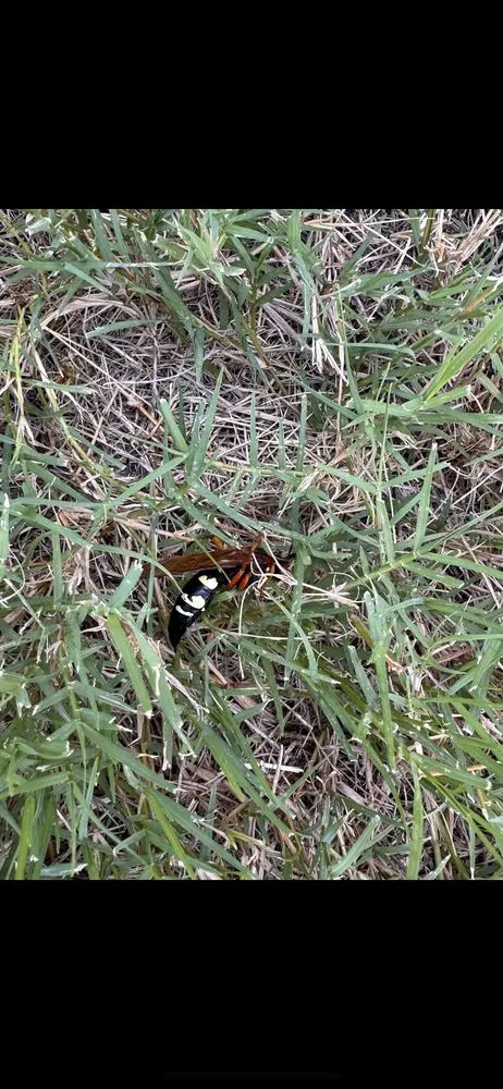Local yard maintenance experts serving Melissa, TX - All American Pest Mosquito and Lawn