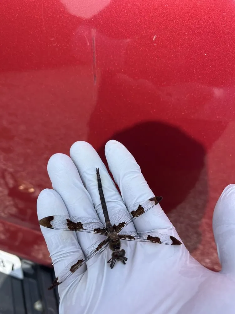 Local landscape installation for outdoor upgrades across Melissa, TX - All American Pest Mosquito and Lawn