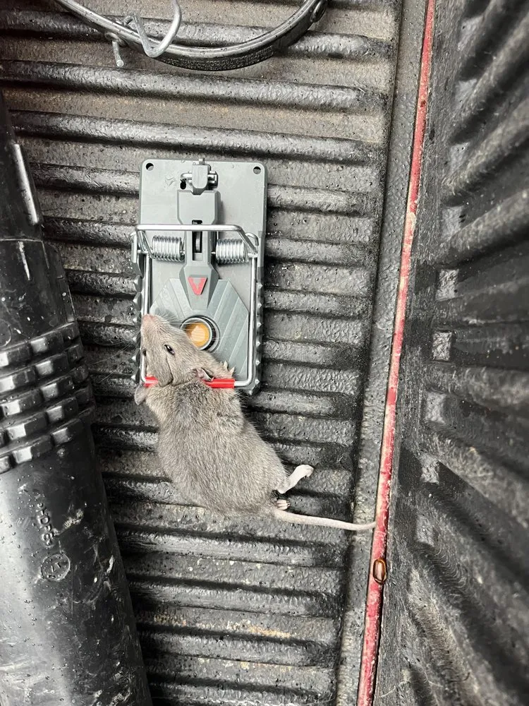 Custom lawn mowing service experts serving Melissa, TX - All American Pest Mosquito and Lawn