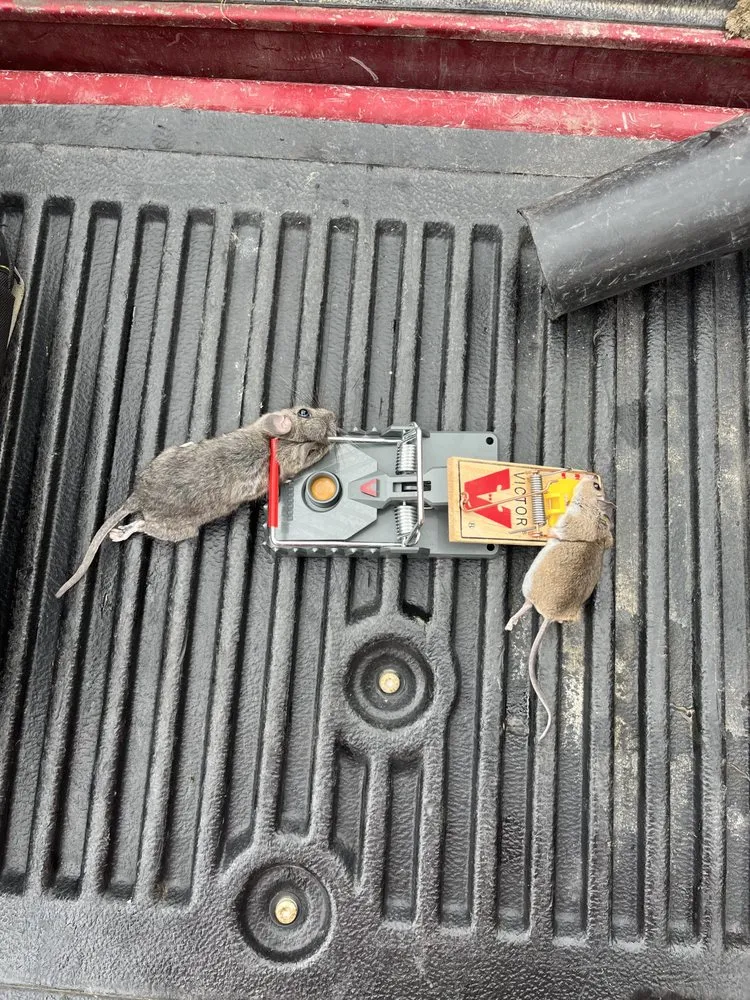 Custom yard cleanup service in Melissa, TX - All American Pest Mosquito and Lawn