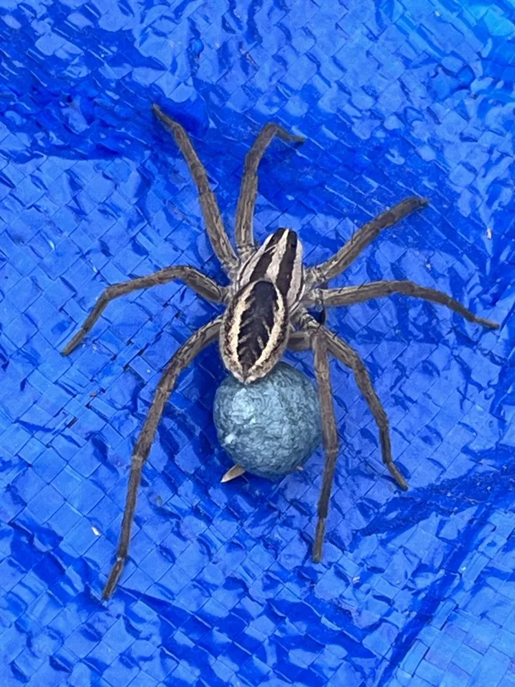 Affordable garden landscaping in Melissa, TX - All American Pest Mosquito and Lawn