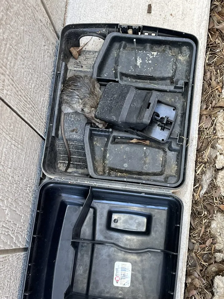 Expert garden landscaping for beautiful yards across Melissa, TX - All American Pest Mosquito and Lawn