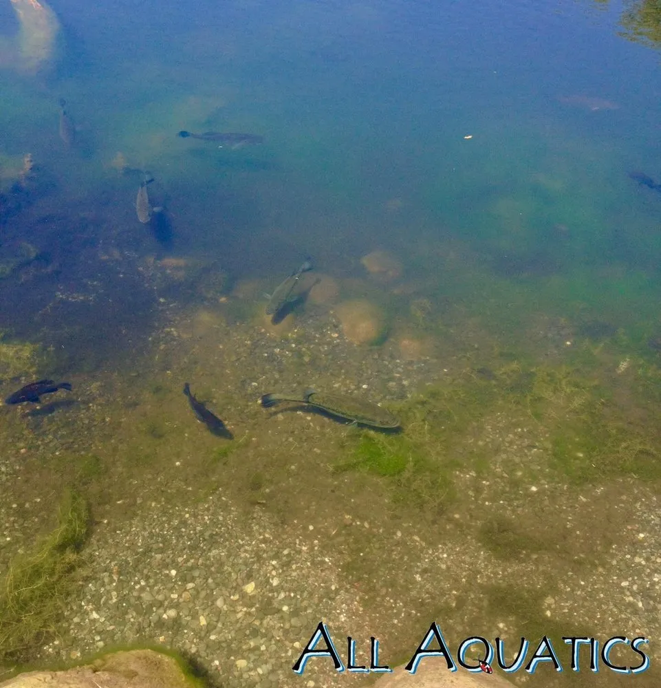 Reliable garden landscaping experts serving Allen, TX - All Aquatics