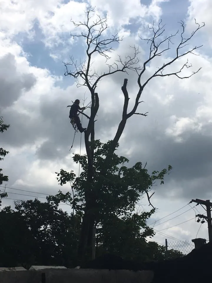 Professional yard maintenance in Lock Haven, PA - All Arbor and Land Management