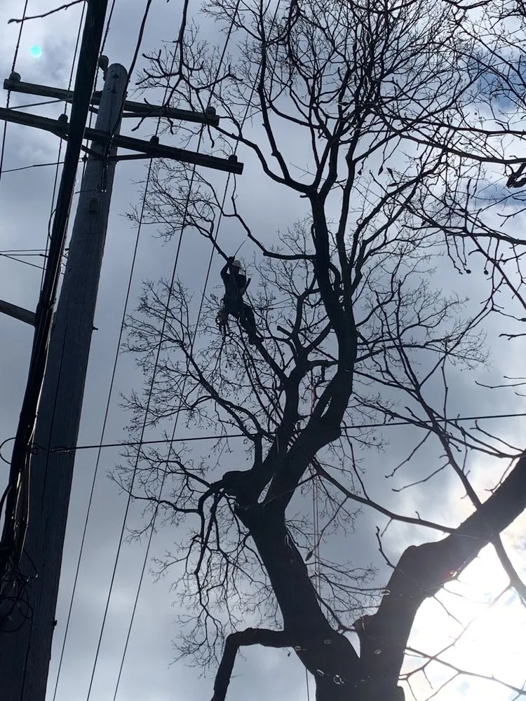 Trusted lawn care service near you in Lock Haven, PA by All Arbor and Land Management