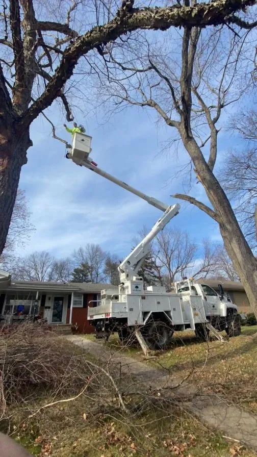 Top-rated yard cleanup service in Mountain Grove, MO - All Around Affordable Tree and Lawn