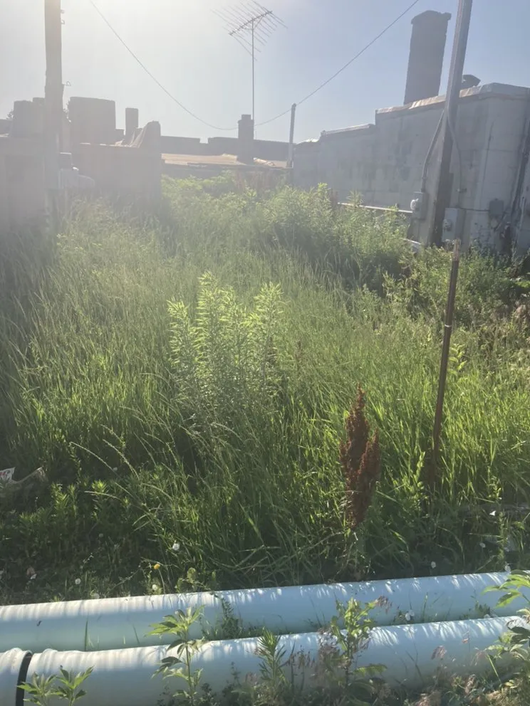 Professional yard cleanup service in Omaha, NE by All Around Brown