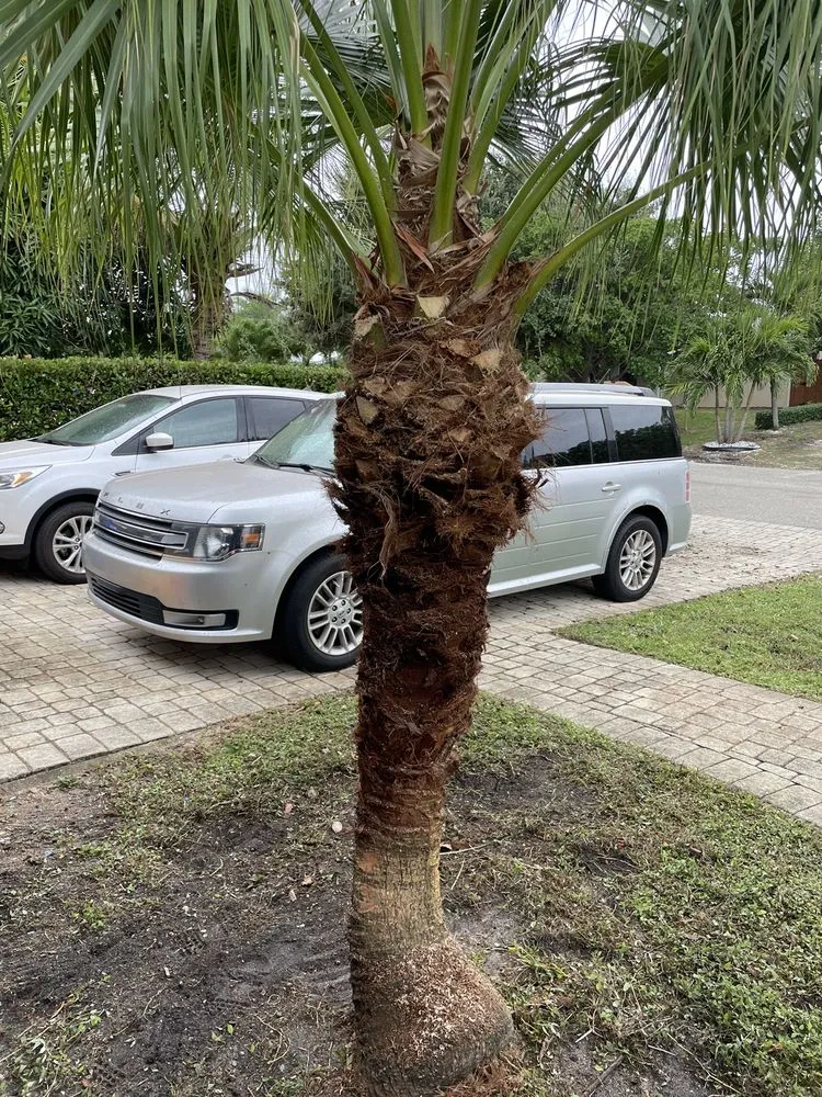 Top-rated lawn care service for residential properties in Pompano Beach, FL by All around business