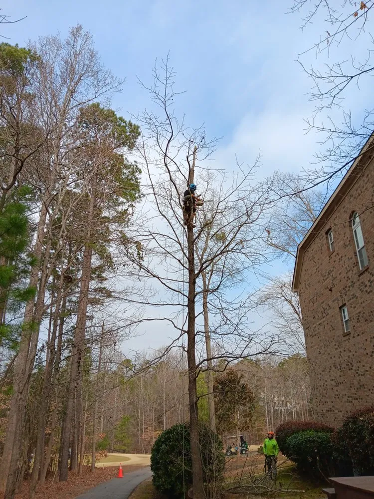 Affordable lawn care service in Lancaster, SC by All around