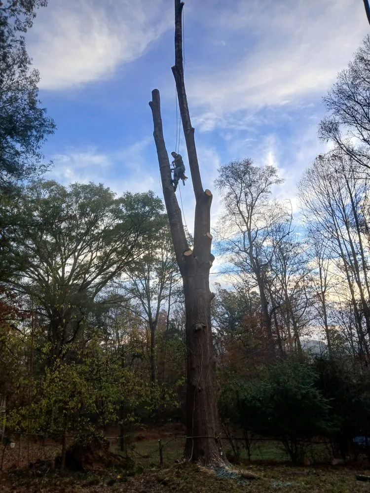 Top-rated yard cleanup service in Lancaster, SC by All around