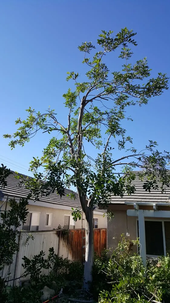 Top-rated landscape installation for residential properties in Bloomington, CA by All Around Landscape