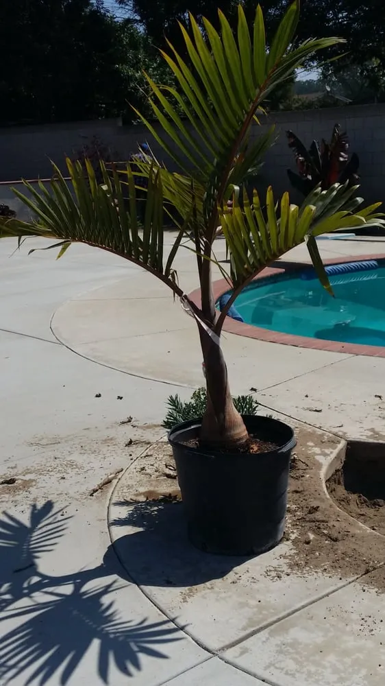 Professional lawn care service experts serving Bloomington, CA - All Around Landscape