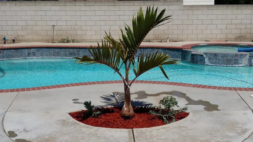 Reliable yard cleanup service for outdoor upgrades across Bloomington, CA - All Around Landscape