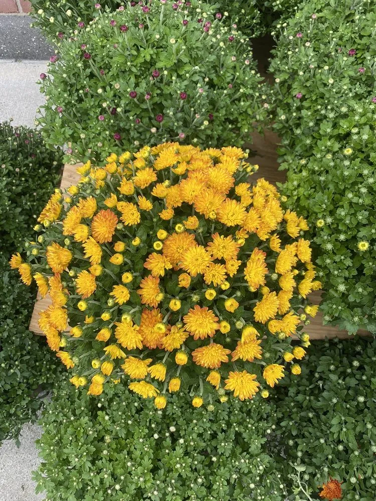 Top-rated yard cleanup service with custom design in Henrietta, NY by All Around Landscape