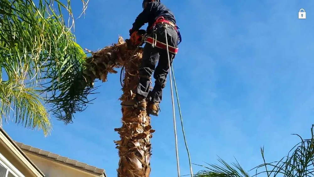 Local yard cleanup service with custom design across Santa Clarita, CA - All Around Landscape