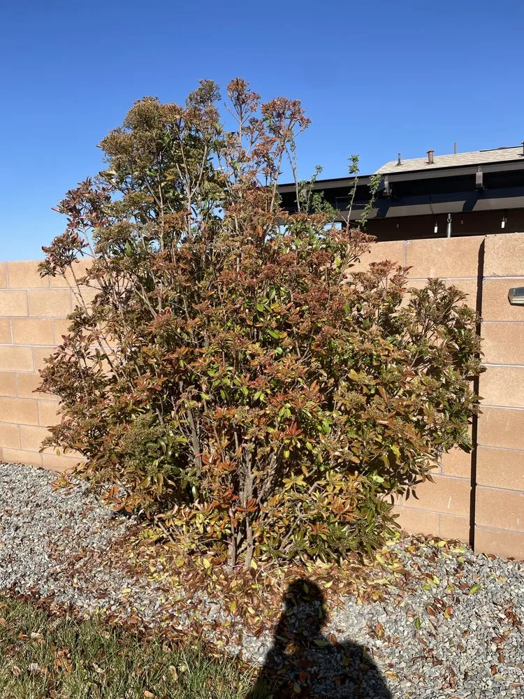 Reliable yard maintenance for year-round maintenance in Albuquerque, NM by All Around Landscaping