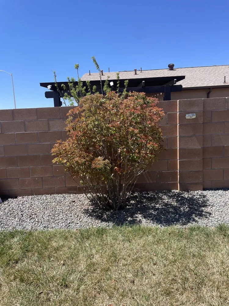 Professional lawn care service in Albuquerque, NM by All Around Landscaping