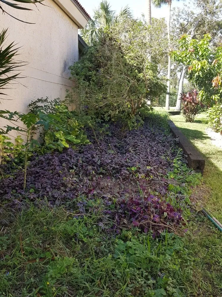 Local landscape design in Cocoa, FL - All Around Landscaping and Tree Service