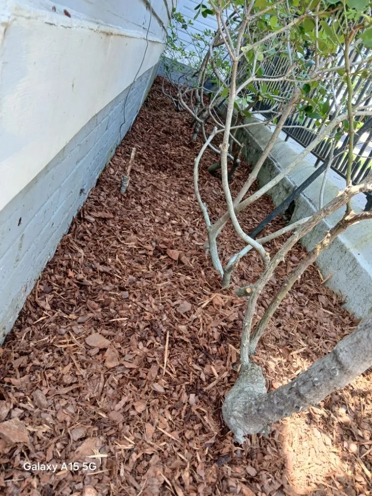Trusted yard maintenance for beautiful yards across Johns Island, SC - All Around Landscaping Services