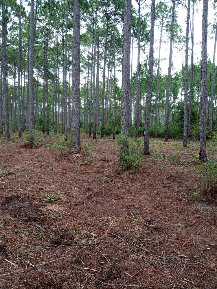Professional yard cleanup service in Wausau, FL by All Around Lawnscapes & Handyman Services