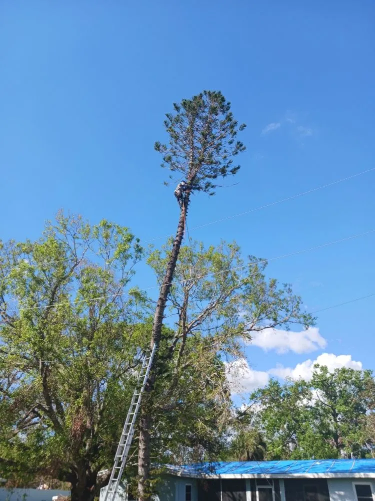 Reliable lawn care service near you across Pinellas Park, FL - All Around Property Maintenance