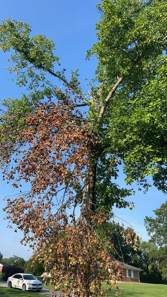 Expert lawn care service experts serving Villa Ridge, MO - All Around Property Maintenance