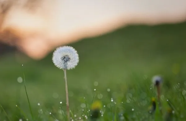 All Around Robs Logo